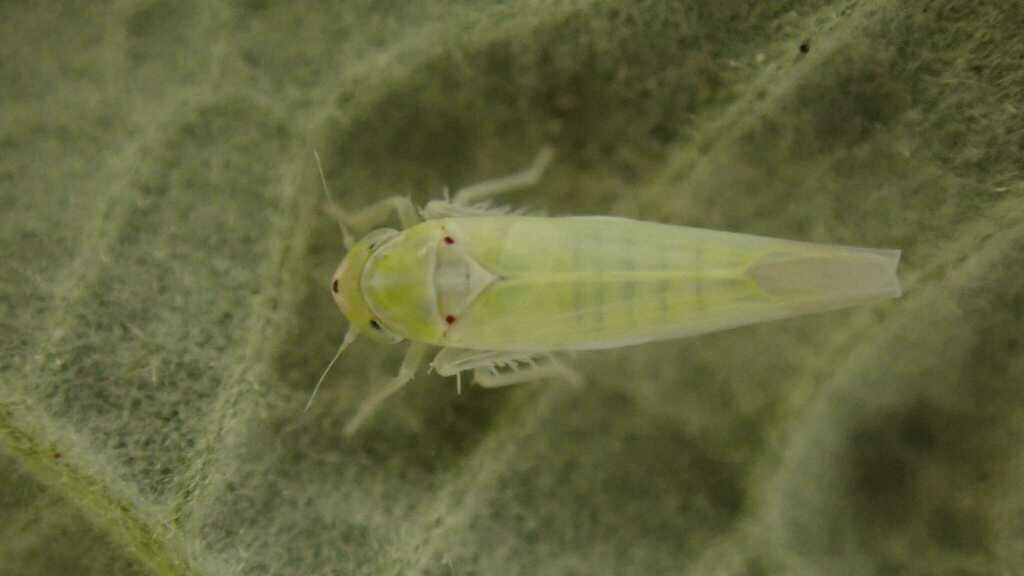 Zygina nivea