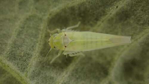 Zygina nivea