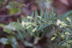 Senecio polypodioides