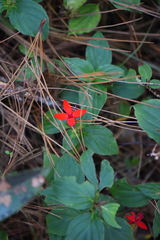 Crusea coccinea
