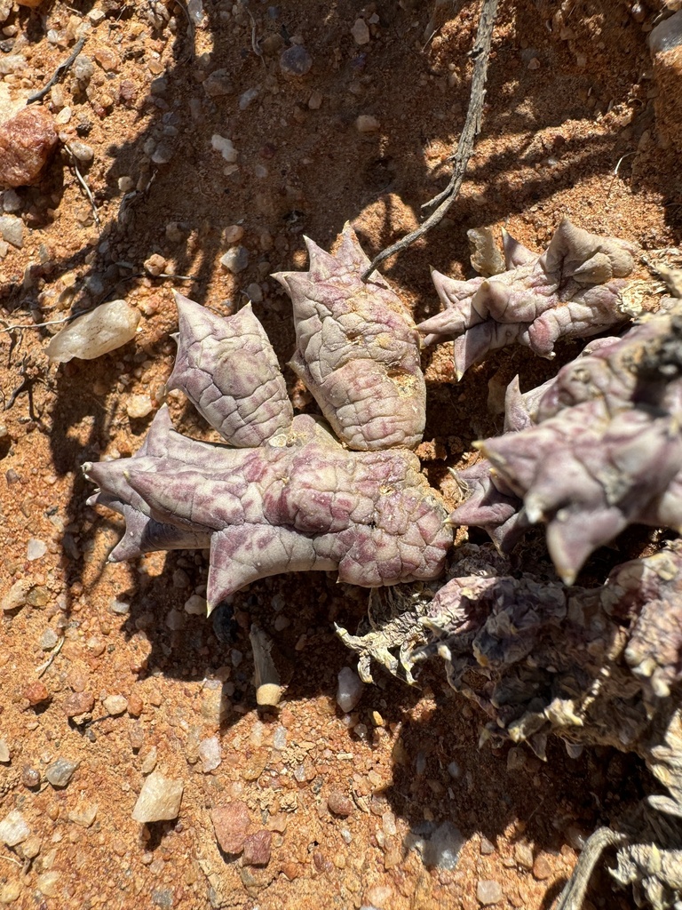 Stapeliinae in October 2023 by carlfrederick · iNaturalist