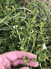Cerastium brachypodum