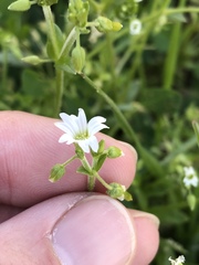 Cerastium brachypodum
