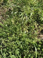 Cerastium brachypodum