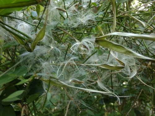 Cynanchum caudatum iNat (2)