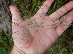 Annual Hair Grass (Aira caryophyllea)