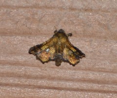 Dysodia granulata
