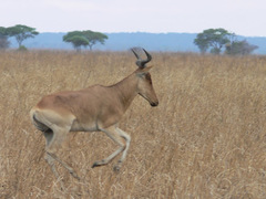 Alcelaphus buselaphus cokii