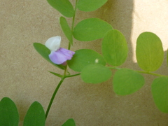 Lathyrus torreyi