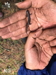 Pseudoeurycea leprosa