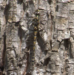 Gomphaeschna furcillata