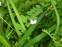 Lathyrus torreyi