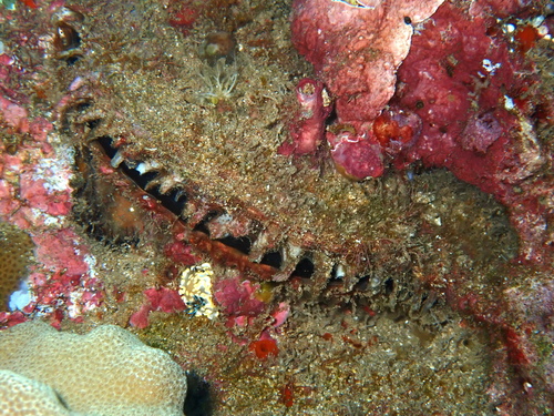Black-lip pearl oyster