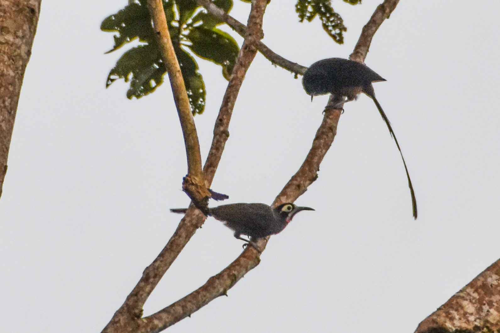 Yellow-browed Melidectes (Melidectes rufocrissalis), photo 1