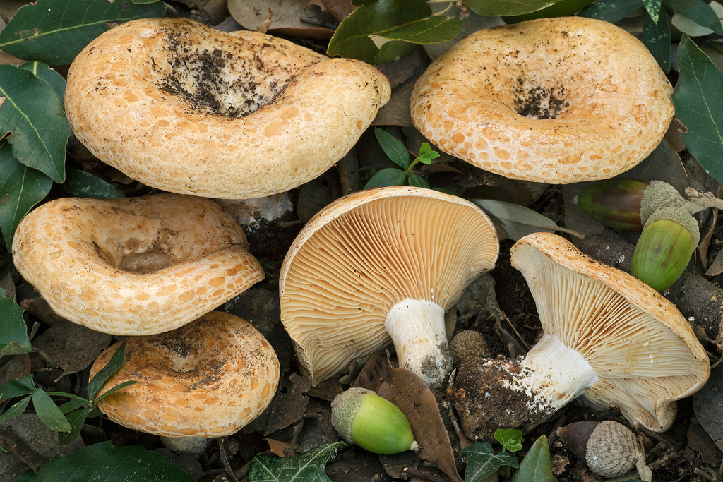 Lactarius mediterraneensis