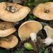 Lactarius mediterraneensis - Photo (c) Federico Calledda, some rights reserved (CC BY-NC), uploaded by Federico Calledda