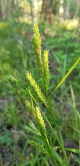 Carex oxylepis
