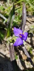 Tradescantia subacaulis