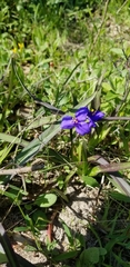 Tradescantia subacaulis