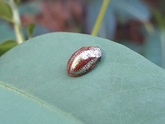 Chelymorpha cribraria