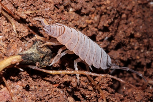 Powder Blue Isopod, Brummeria, photo 7 of 10