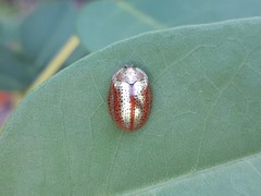 Chelymorpha cribraria