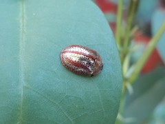 Chelymorpha cribraria