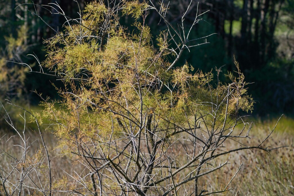 Tamarix dalmatica; photograph (c) WATANABE Hitoshi 渡辺仁, some rights reserved (CC BY)