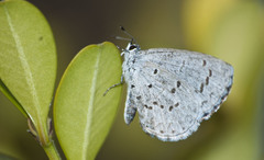Celastrina ladon