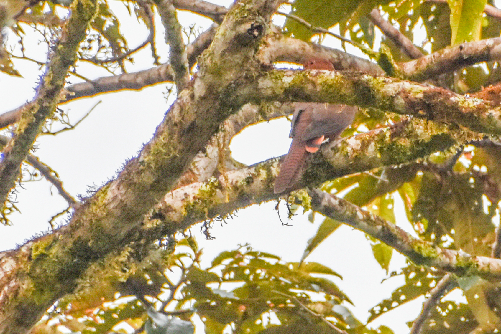 Bar-tailed Cuckoo-Dove (Macropygia nigrirostris), photo 2