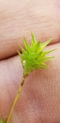 Carex hyalina
