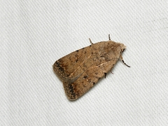 Caradrina clavipalpis