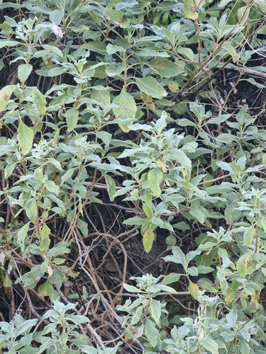 Image of Teucrium betonicum by (c) Vítor Jorge, some rights reserved (CC BY)