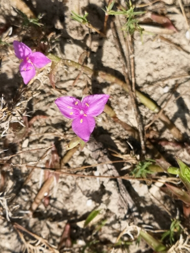 Image of Callisia micrantha by (c) José Francisco Colorado-Dapa, some rights reserved (CC BY-SA)