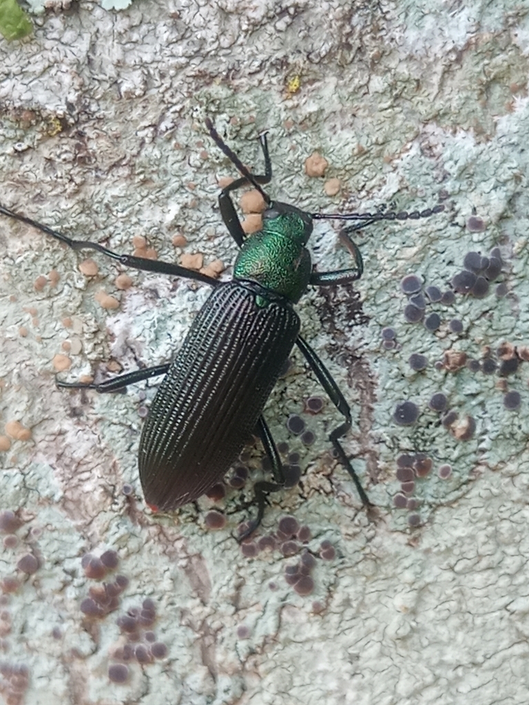 Strongylium haemorrhoidale from Planalto, BR-PR, BR on November 18 ...