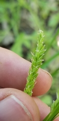 Carex oxylepis