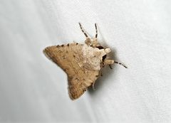 Caradrina clavipalpis