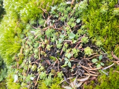 Saxifraga vespertina