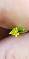 Ranunculus pusillus
