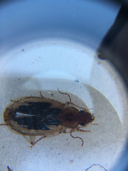 Tanystoma maculicolle