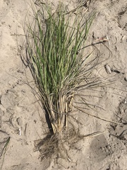 Ammophila champlainensis