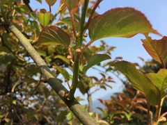 Actinidia rufa