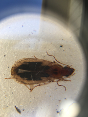 Tanystoma maculicolle