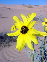 Helianthus niveus tephrodes