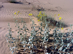 Helianthus niveus tephrodes