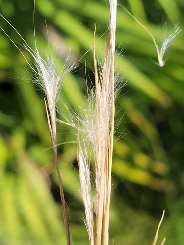 Image of Anatherum perangustatum by (c) Jay Horn, some rights reserved (CC BY)