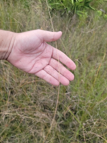 Gulfhairawn muhly (Muhlenbergia sericea)