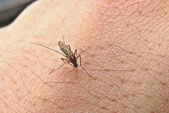 Aedes atlanticus
