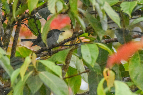 Spotted Berrypecker (Melanocharis piperata), photo 3