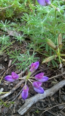 Lupinus variicolor